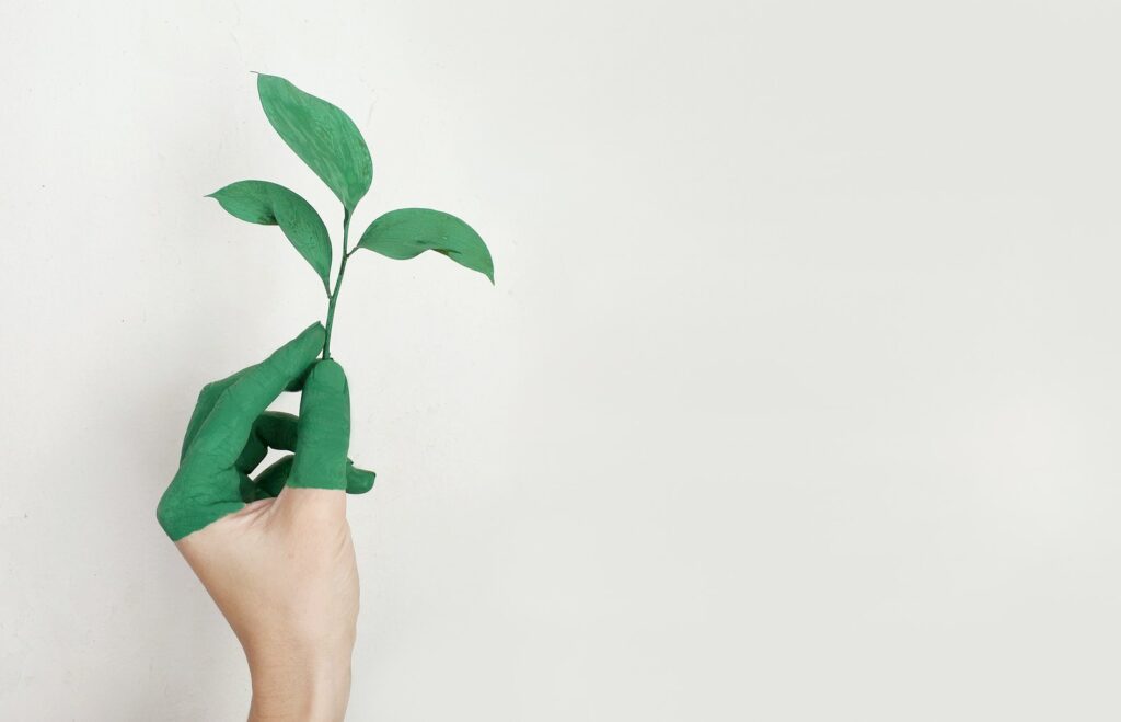 Linke Hand einer Person hält eine grüne Blattpflanze