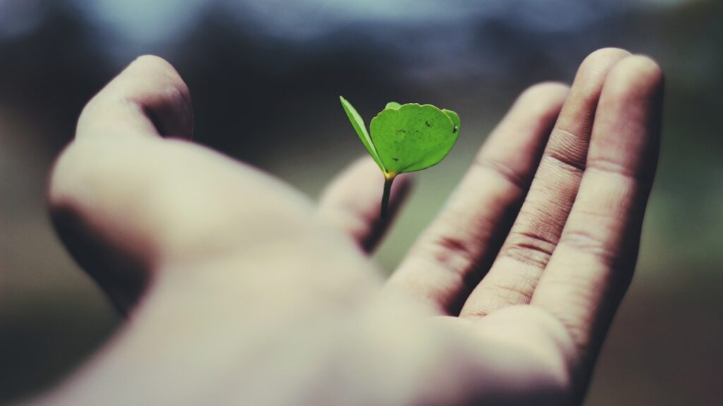 plante à feuilles vertes flottantes sur la main d'une personne